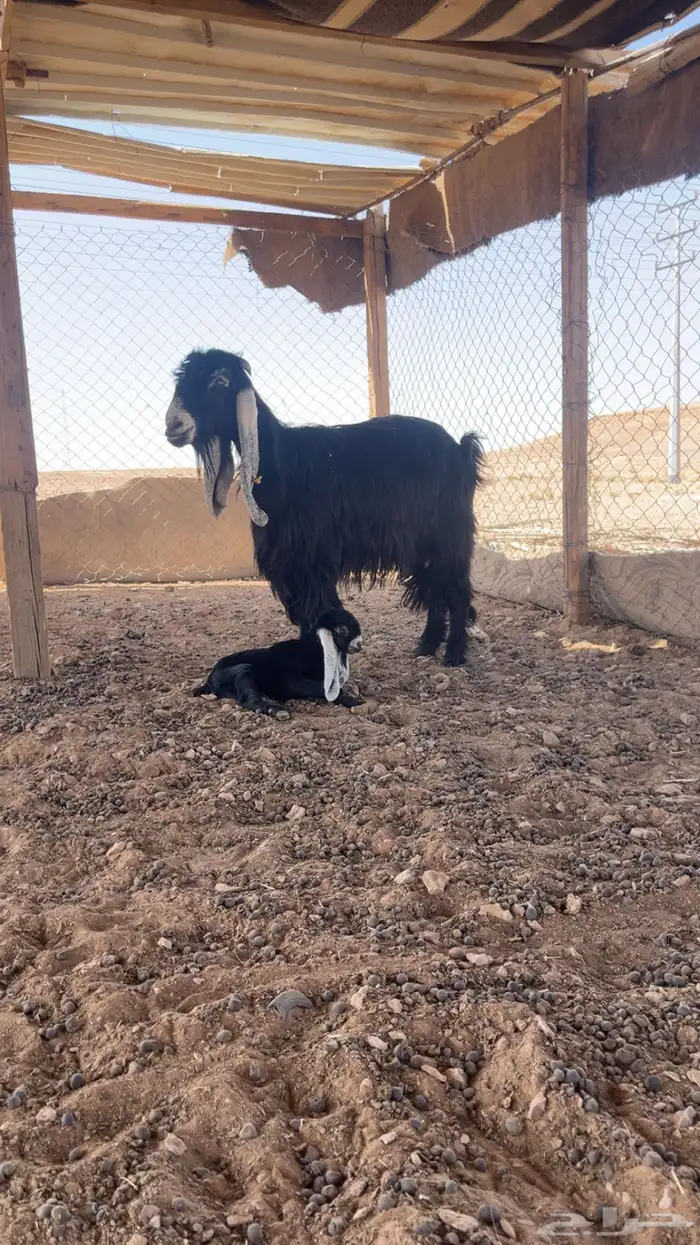 عنز متبع 0