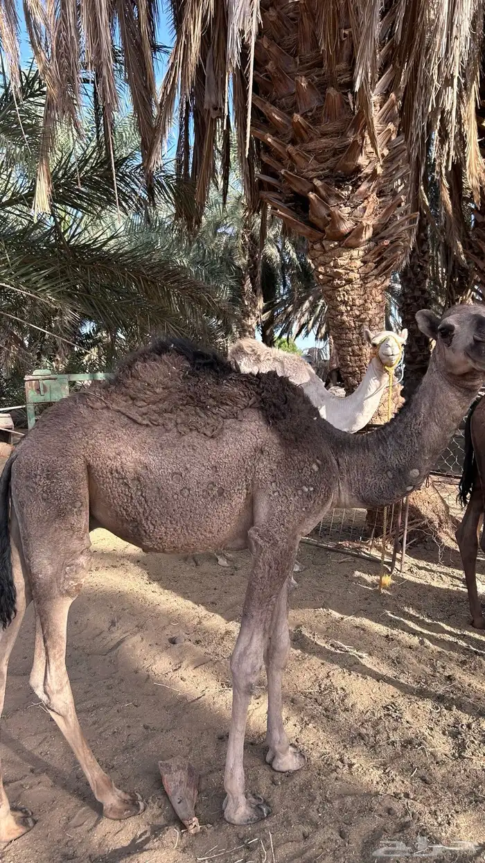 قعدان للبيع 3