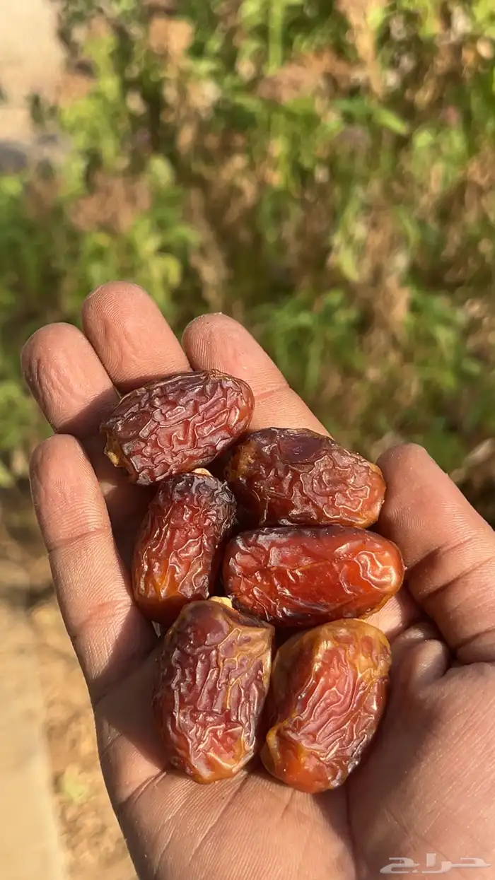 تمر خلاص وادي احمر صافي فاخر ومفروز 0
