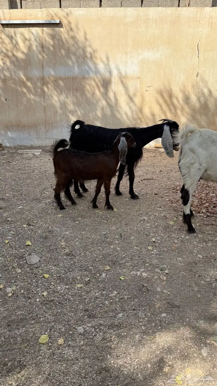 عنز عارضية معها جفره 2