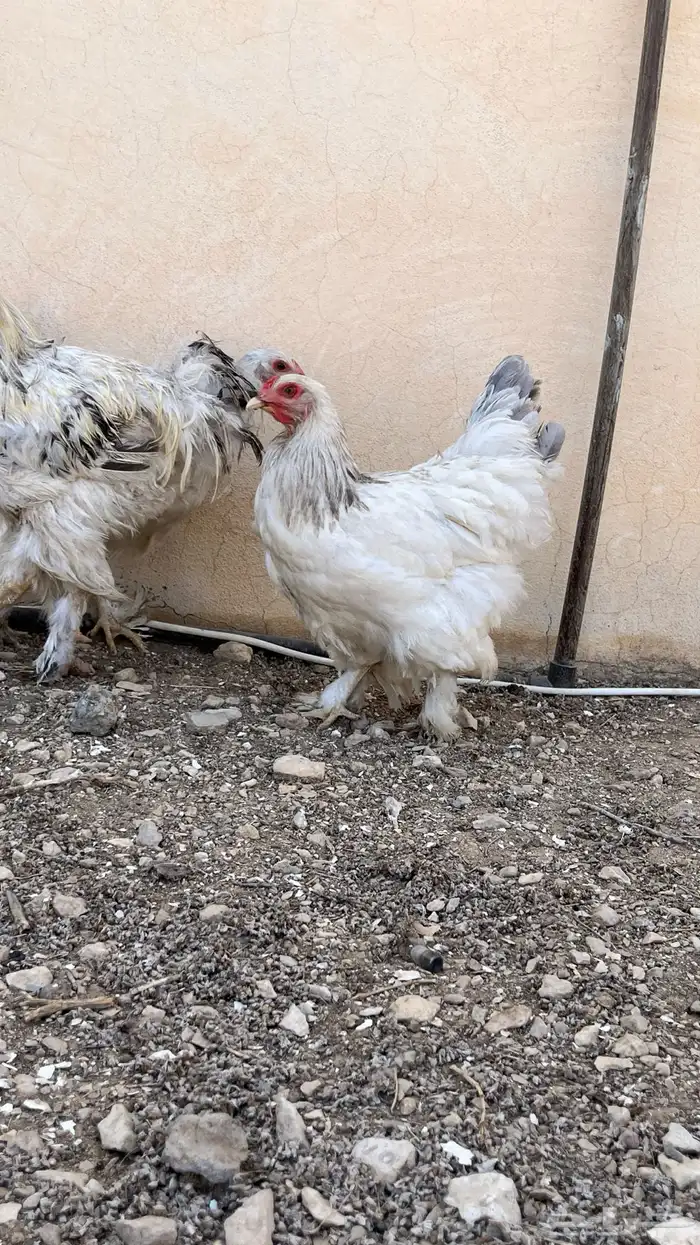 دجاج براهما لافندر 2