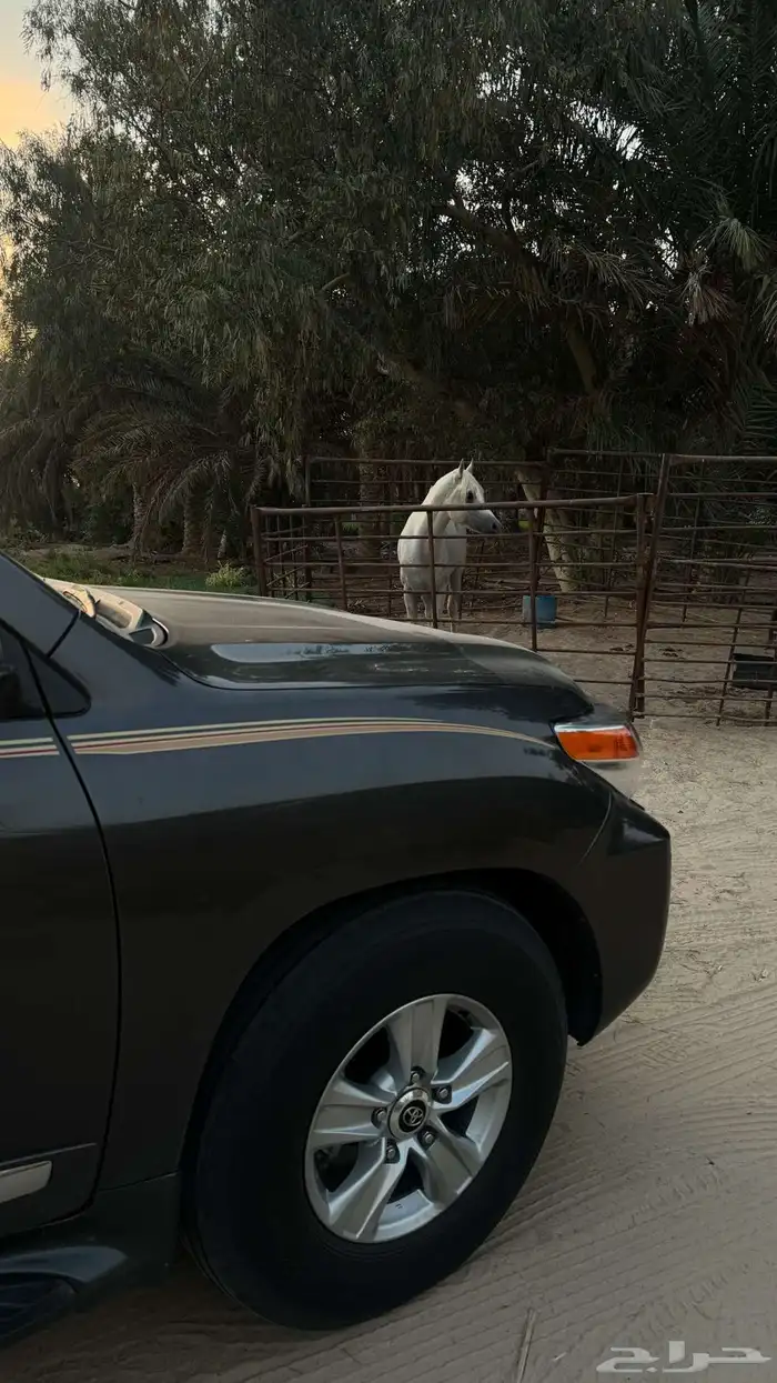 حصان شعبي 2