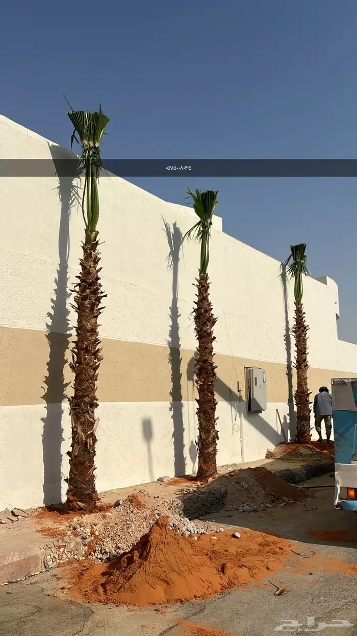 نخل واشنطي أمريكي زينه زراعه 1