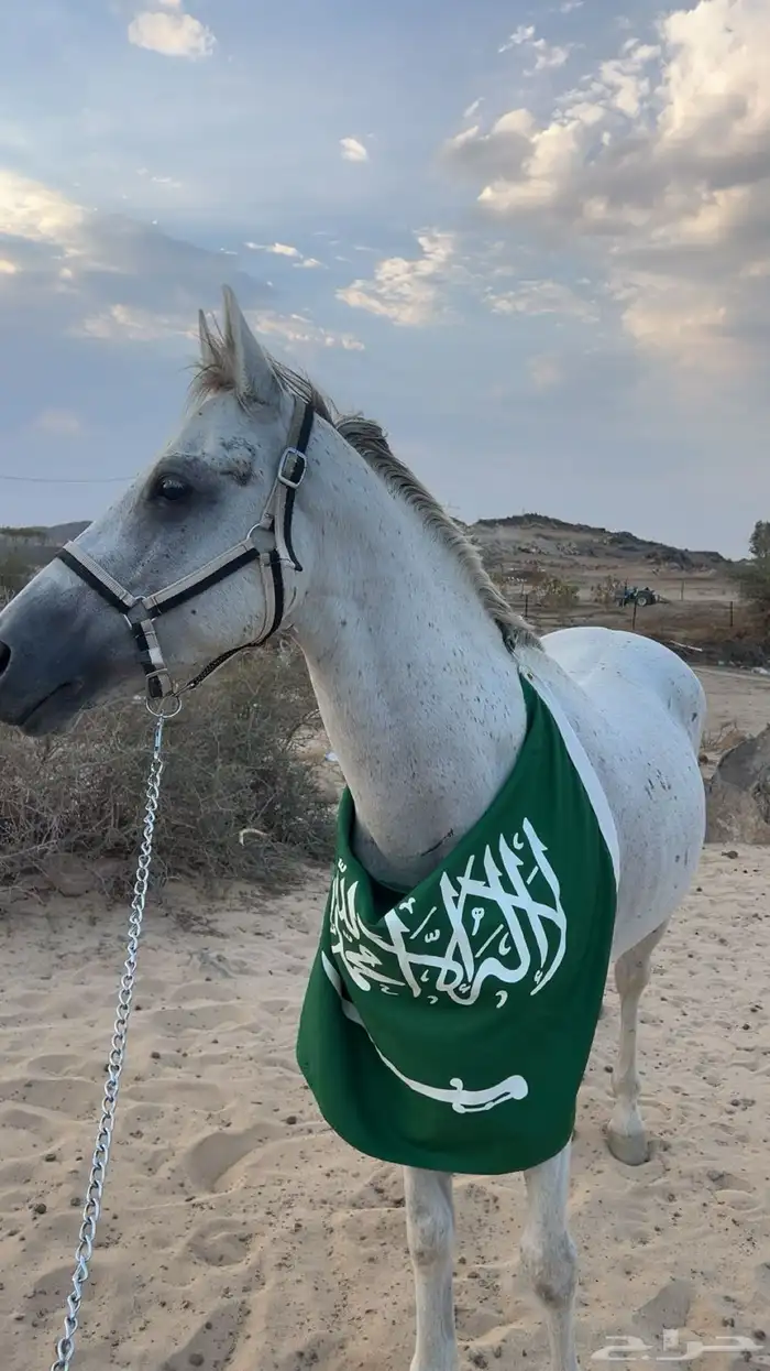 حصان شعبي 3