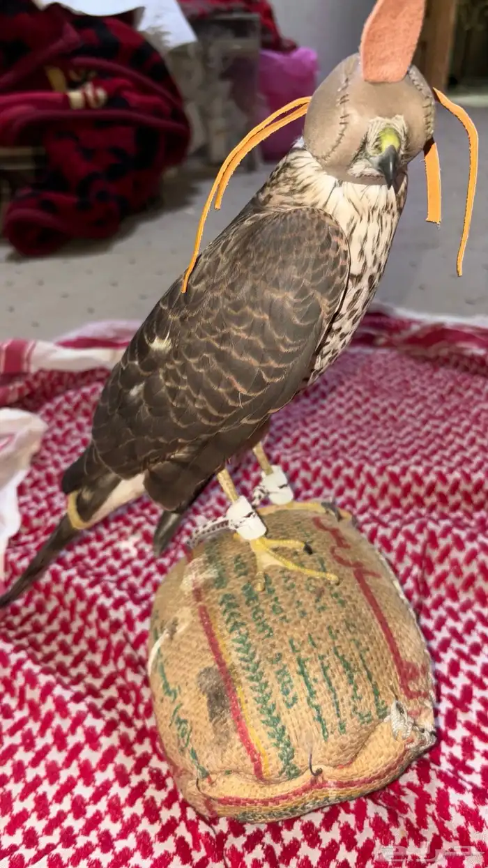 للبيع باز اسبرو 0