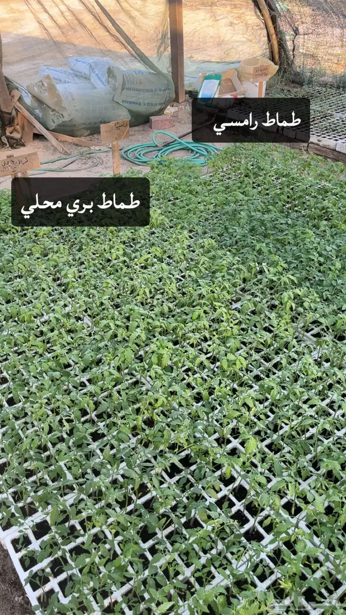 شتلات خضروات 1