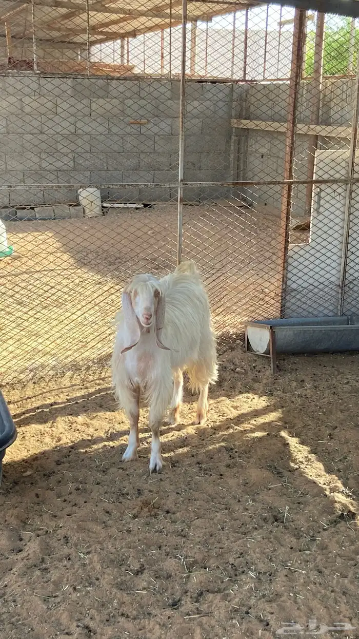 تيوس للبيع 2