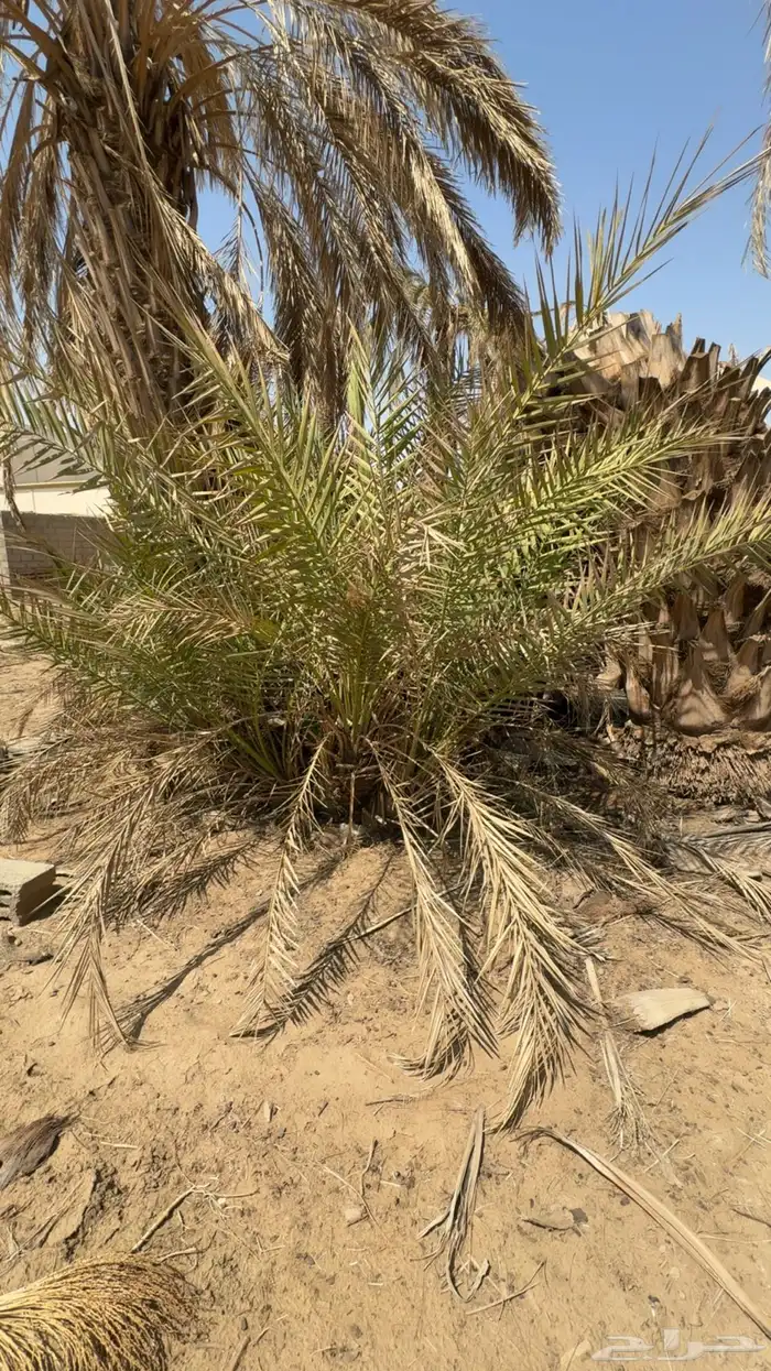 جثيث نخل للبيع 1