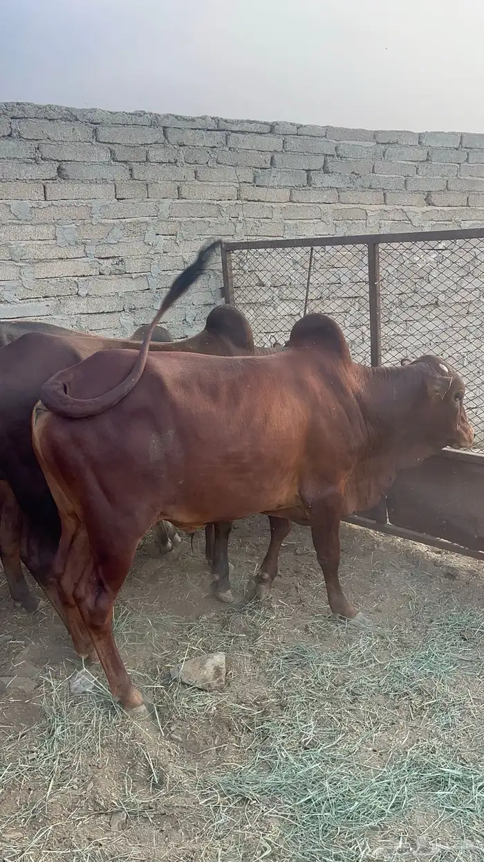 حسلان. بلدي. طيبه 3