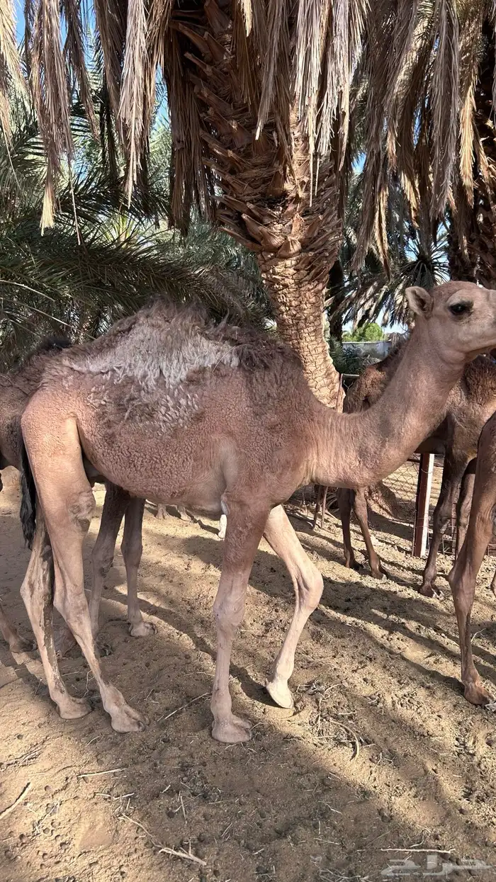 قعدان للبيع 1