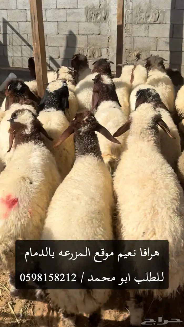 نعيم وحريات ونجدي موقعنا الدمام استلام من المزرعه او توصيل 2