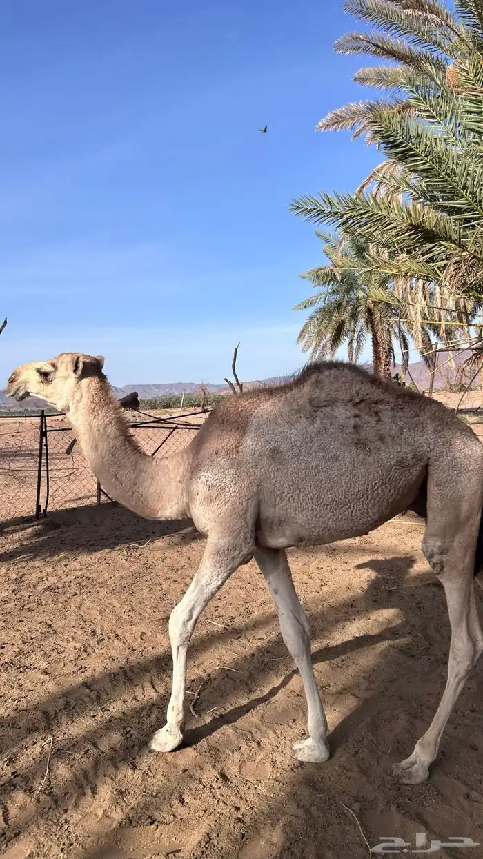 قعدان للبيع 2