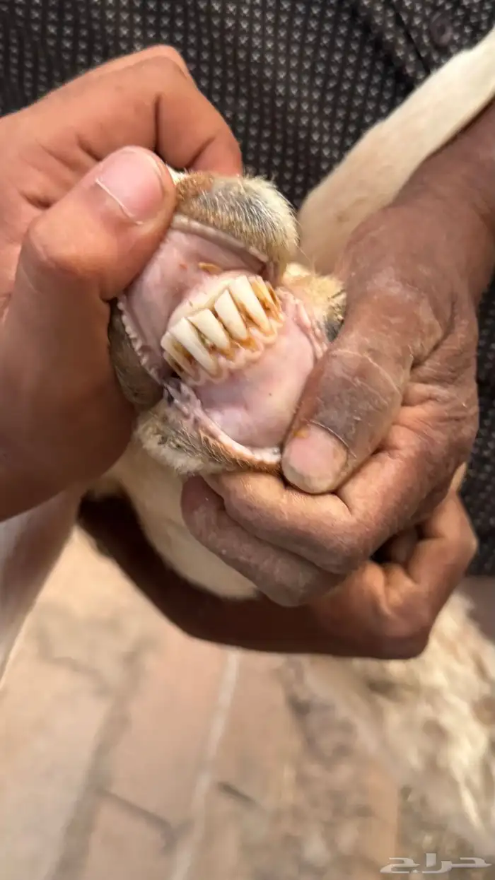 نعجه طيب 2