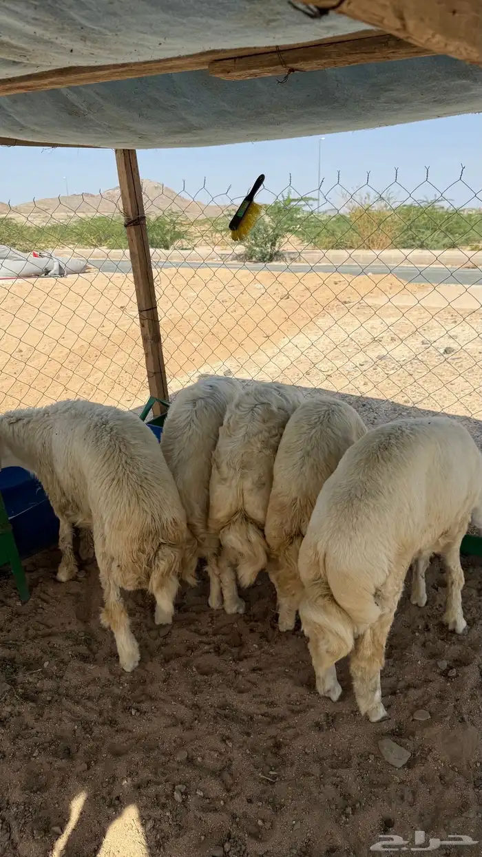 طليان جبره 5