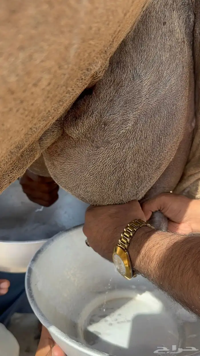 ناقه خلفه منيحه طيبه وغزاره في الحليب 6
