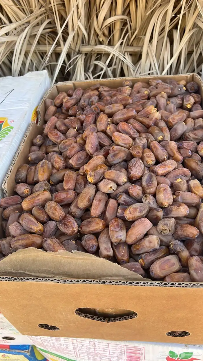تمر برني عادي ومشروك 0