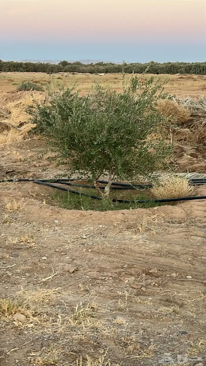 شجر زيتون مراكن وبدون مركن فاخر رقم واحد 5