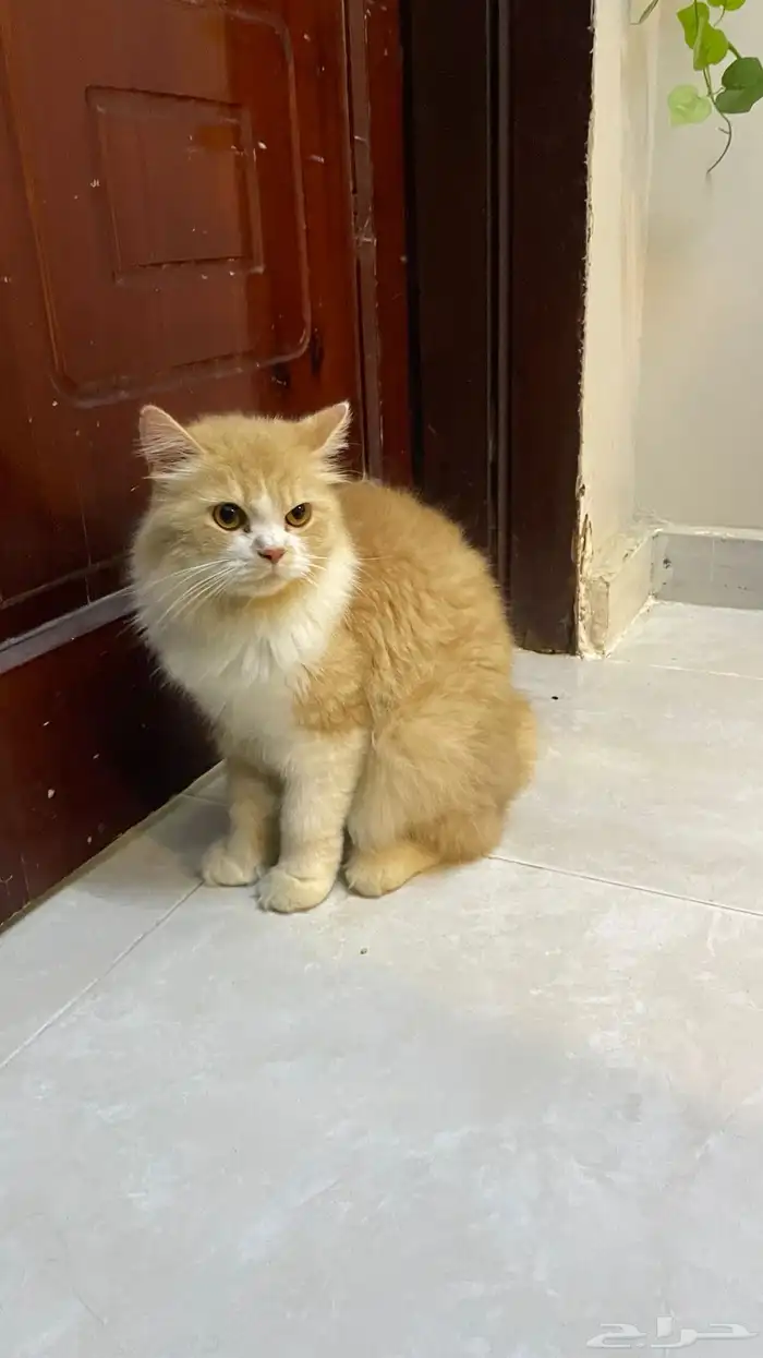 قط ذكر اليف لعوب تبني اللي يخاف الله فيه 0