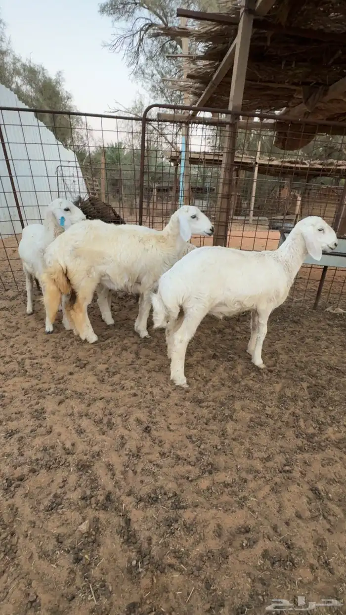 تم البيع  تم البيع 2