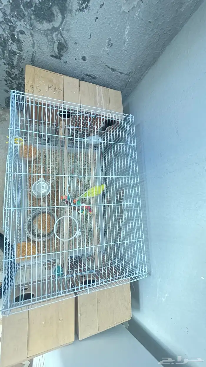 طيور مع قفصهم و الاكل 50 ريال 0