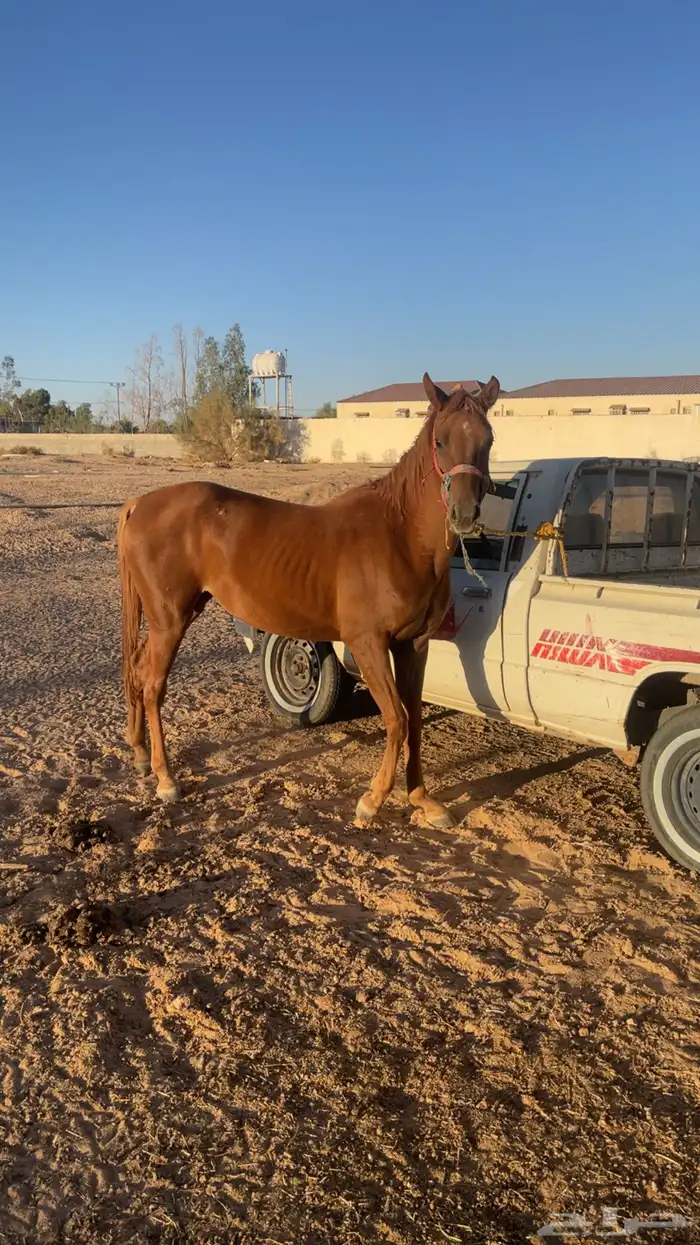 مهره شعبيه 2