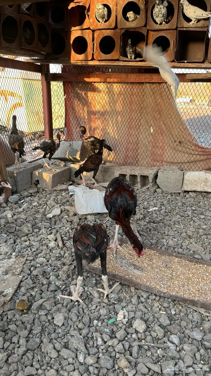 دجاج باكستاني العمر 7شهور 3