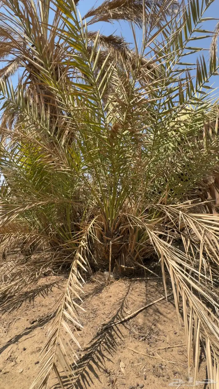 جثيث نخل للبيع 0