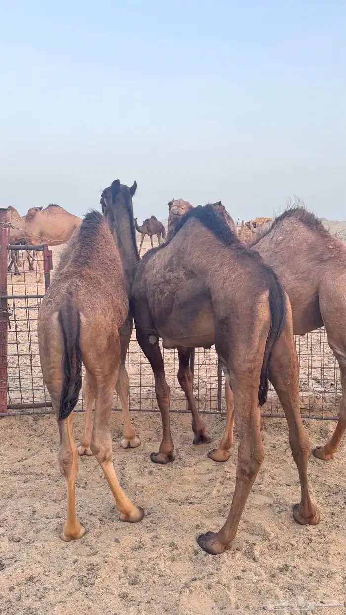 حشو للبيع 4