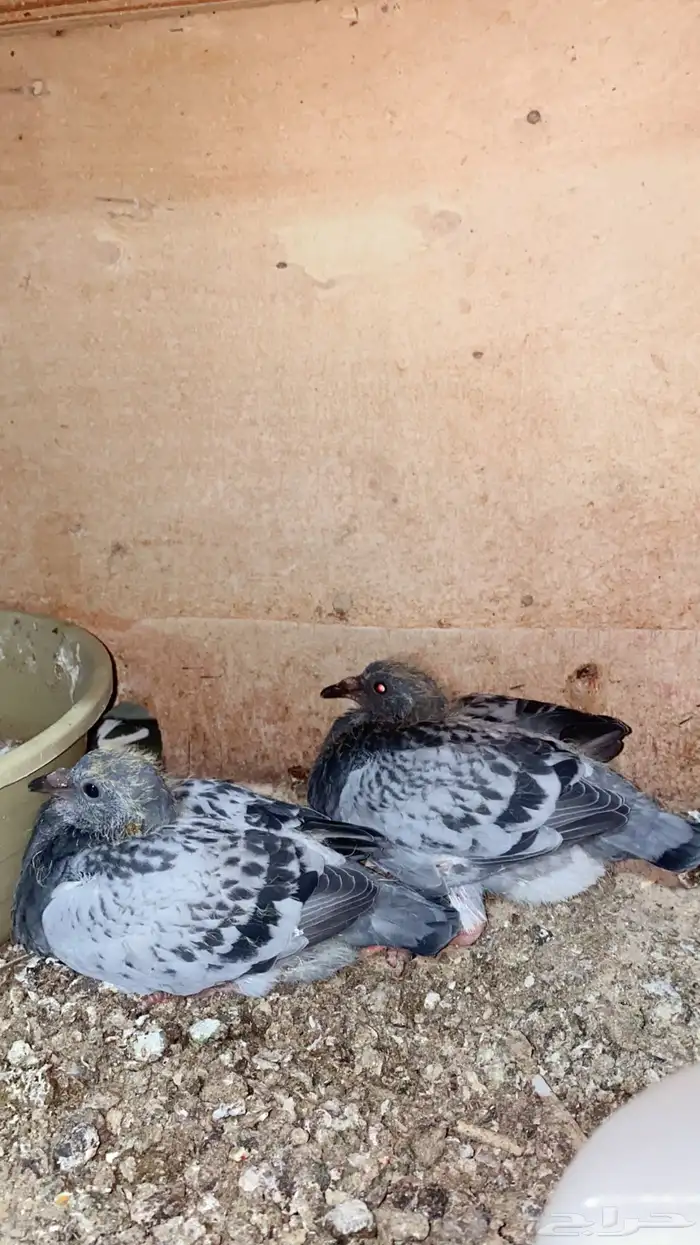 جوز سباق 2