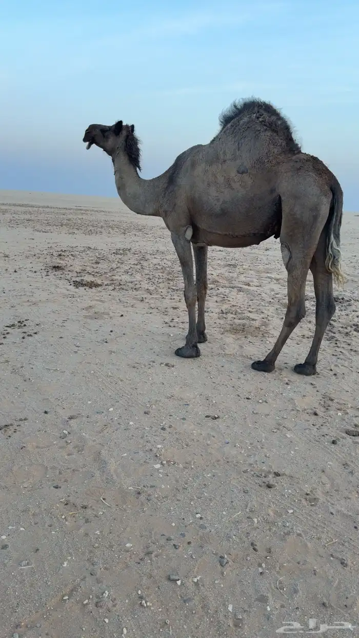 ناقه لقحه 1