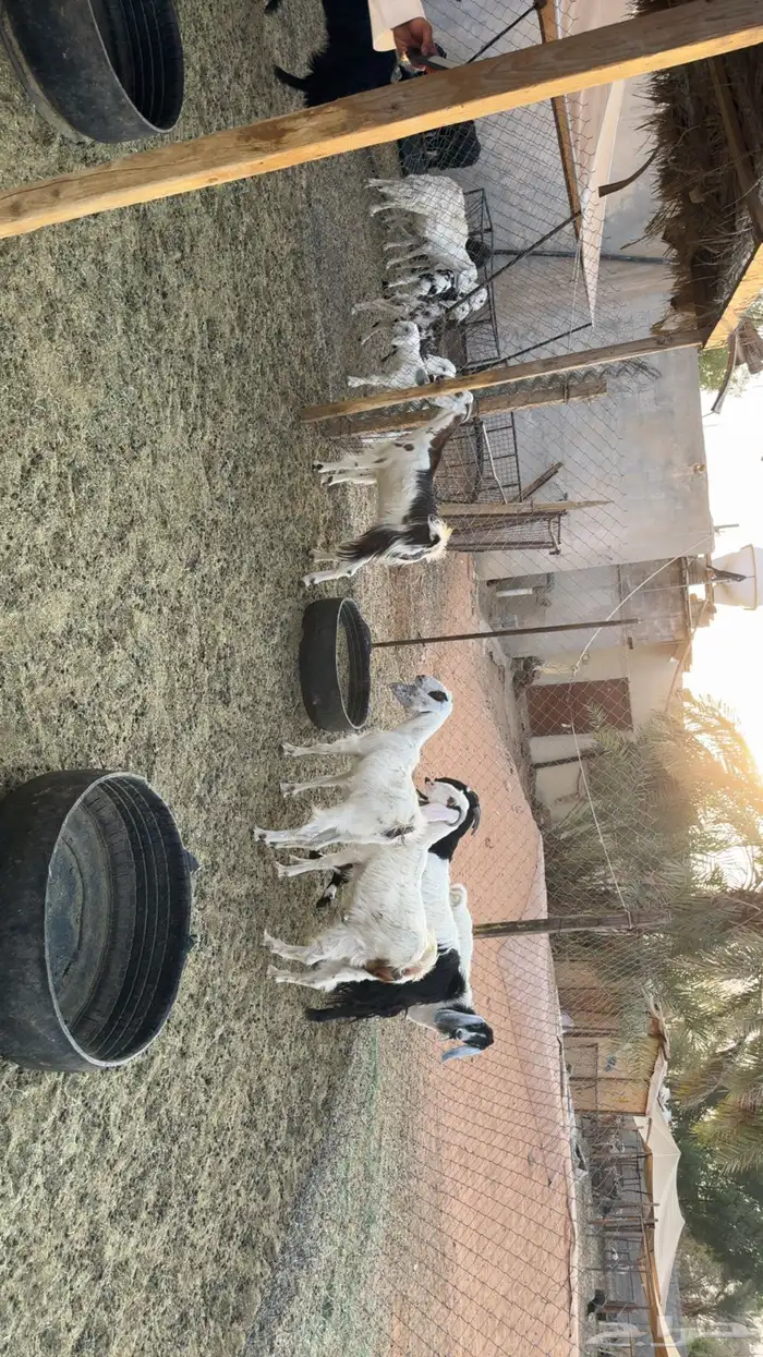 جفرات اشباب 2