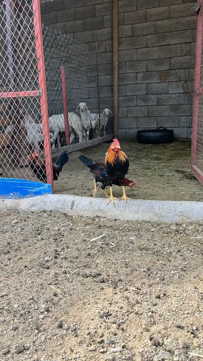 4ديكه عربي للبيع 2