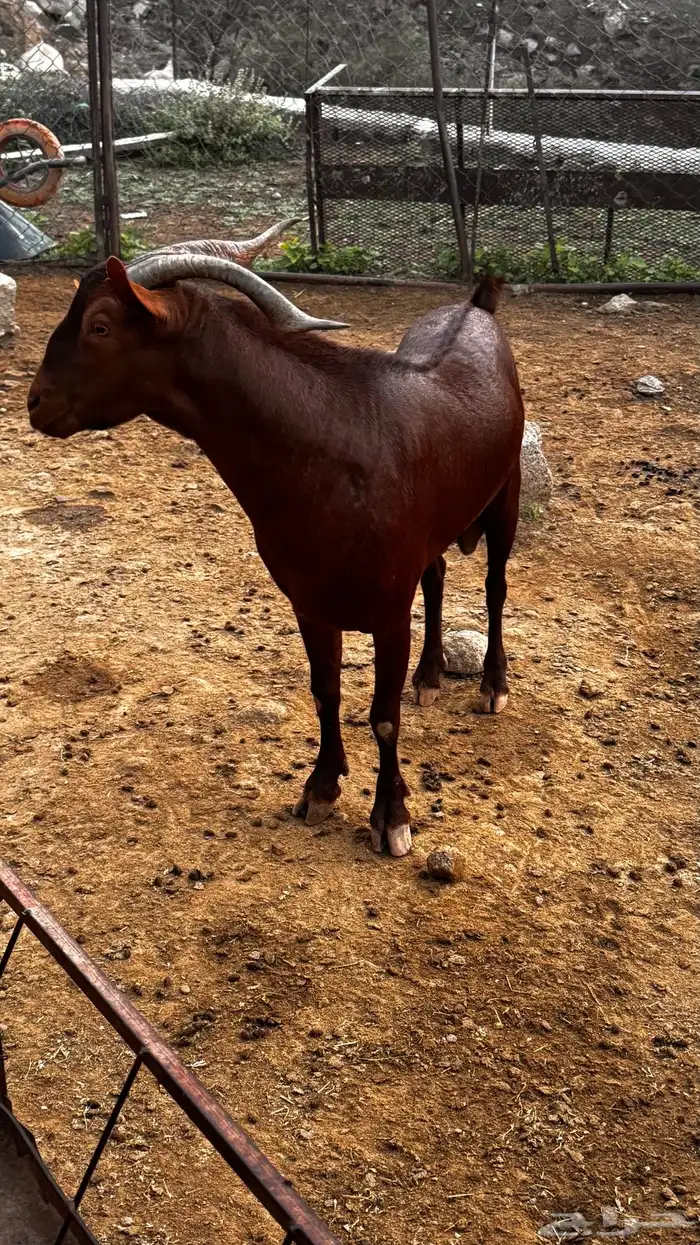 فحل ادهم سديس تم البيييع تم البيييع 4