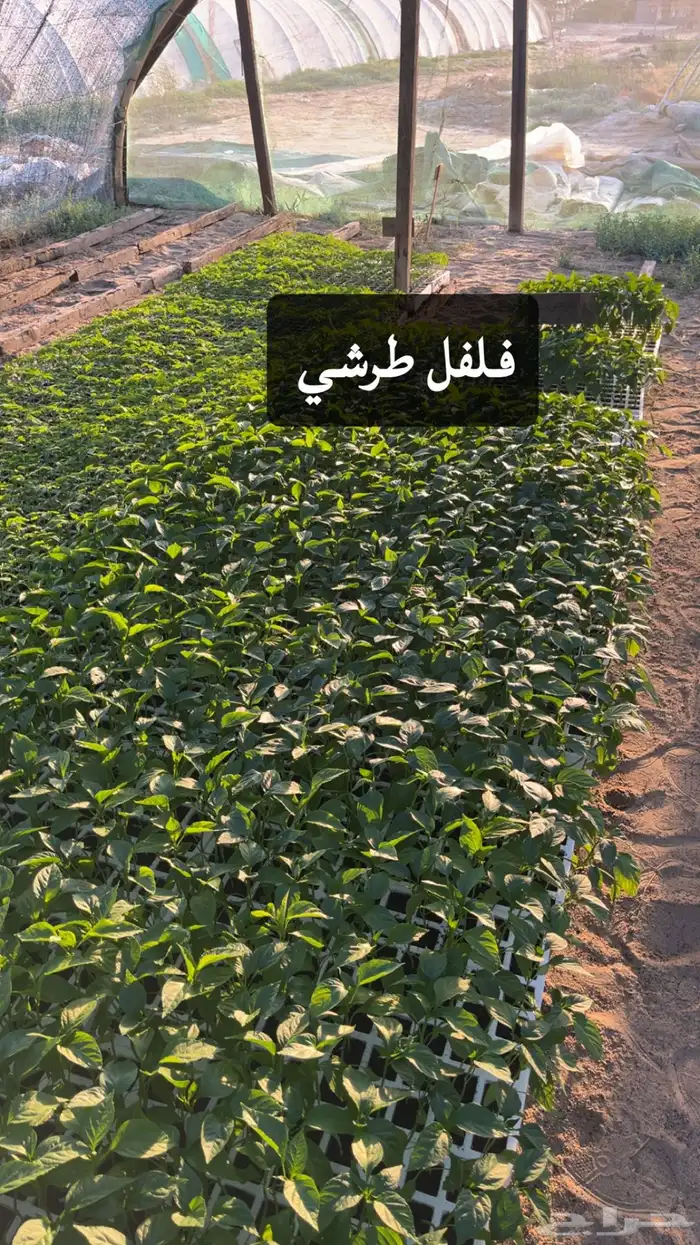 شتلات خضروات 4