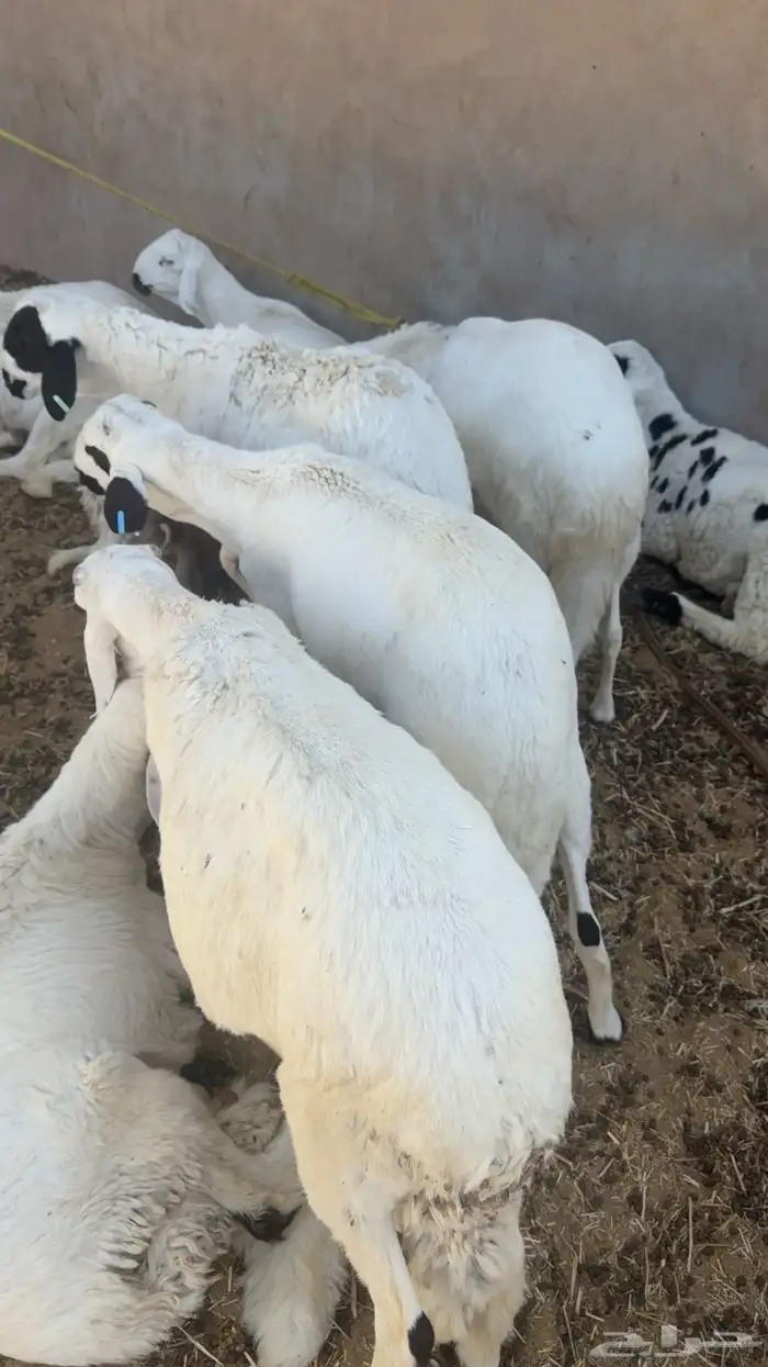 غنم سواكن مرابي اكثر من شهرين 1