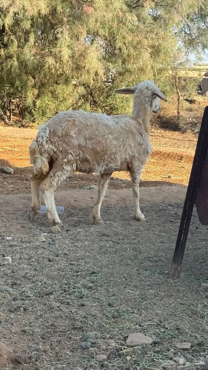 نعجه طيب 0