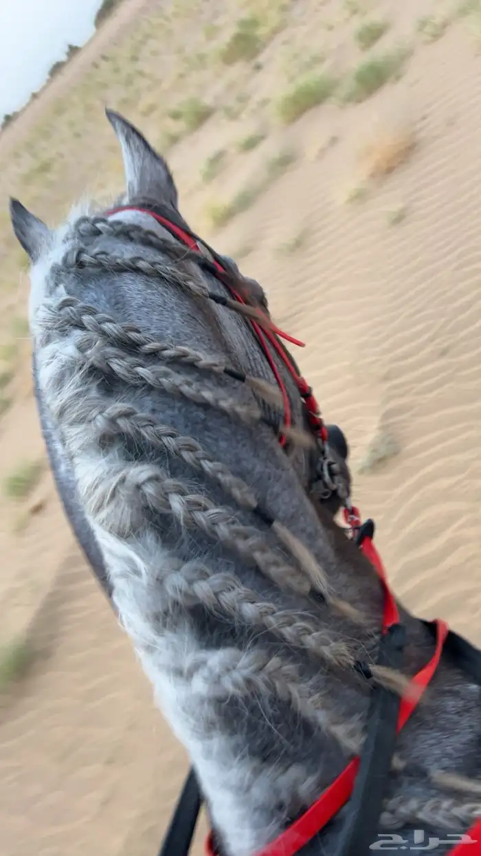 حصان شعبي 1