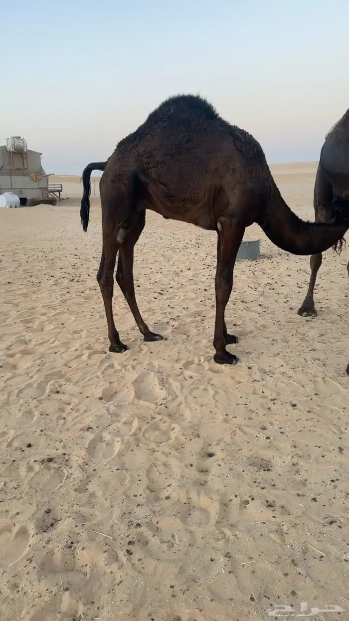 للبيع قعود طيب 1