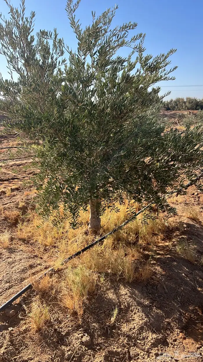 شجر زيتون مراكن وبدون مركن فاخر رقم واحد 9