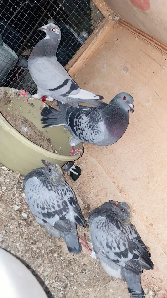 جوز سباق 1