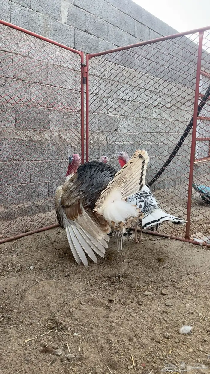 دجاج رومي 1
