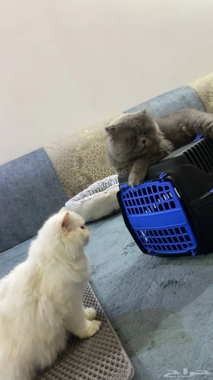 قط شيرازي بيور للتزاوج 0