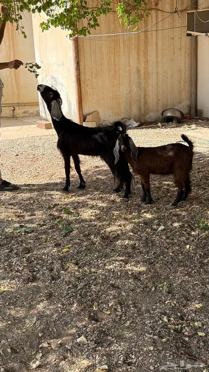 عنز عارضية معها جفره 3