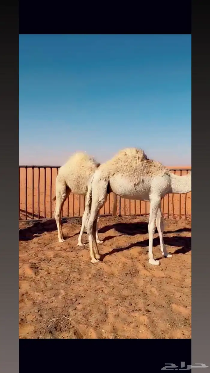حشو لبانيه حيران بريه 3
