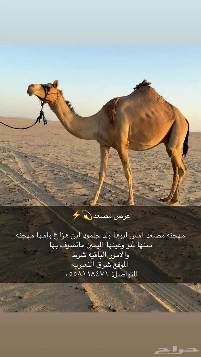 مهجنه صعود 0