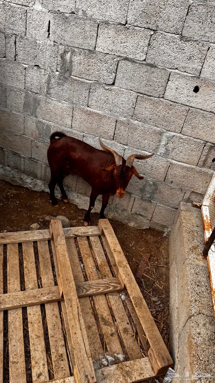 فحل ادهم سديس تم البيييع تم البيييع 3