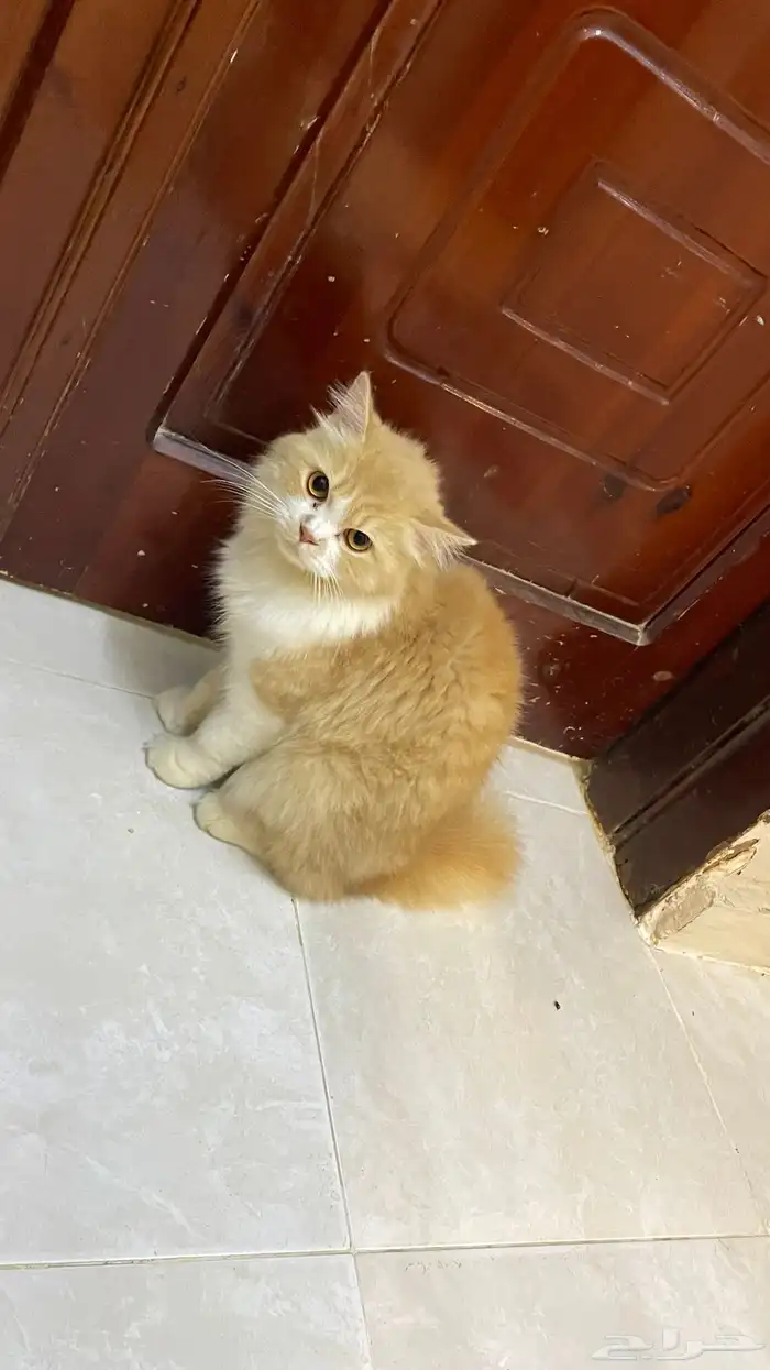 قط ذكر اليف لعوب تبني اللي يخاف الله فيه 1