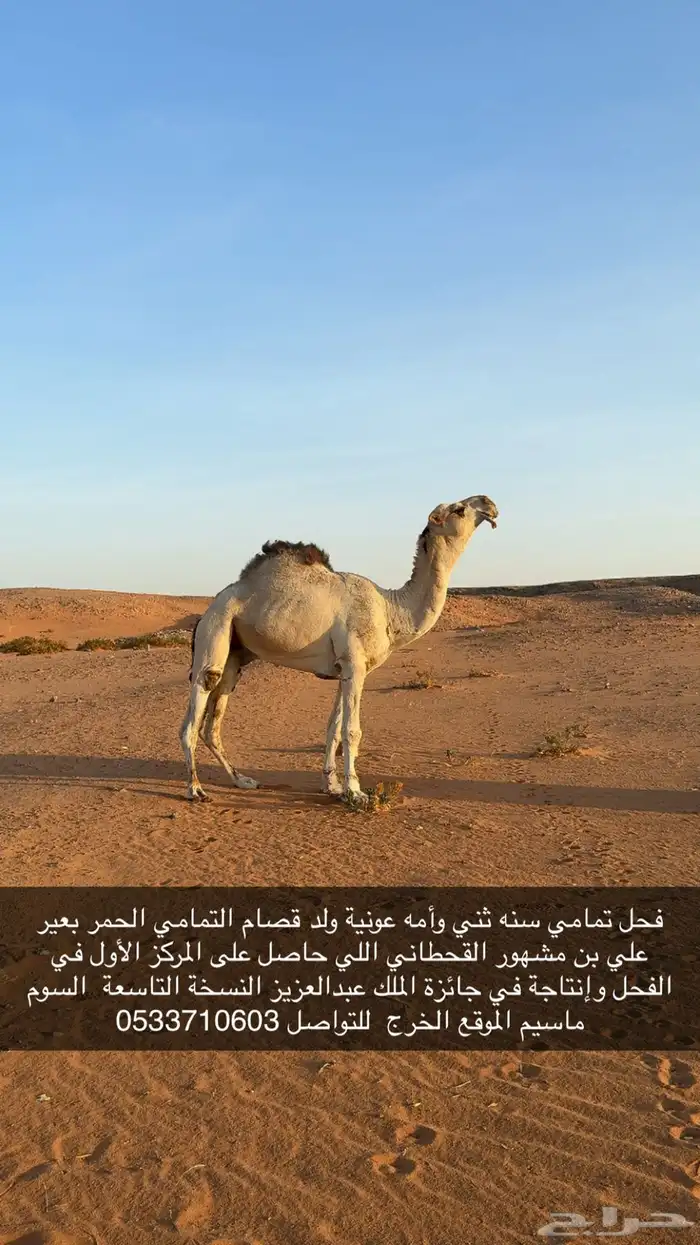للبيع بعير تمامي 0