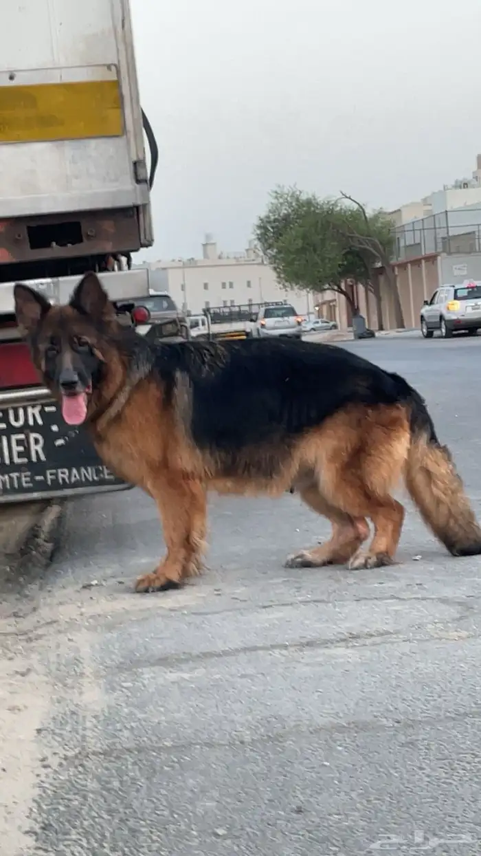 للبيع جوز جيرمن شولاين لونق هير تم تزاوج الانثى 1