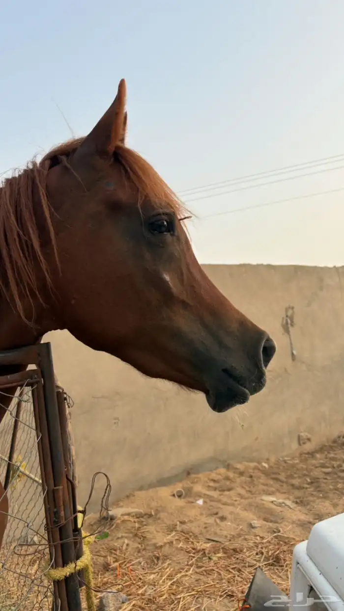 حصان شعبي من فواخر الشعبيات 4